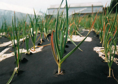 Agriculture NonWoven Fabric